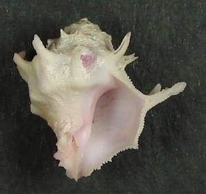 CORALLIOPHILA DEBURGHIAE 20.60mm SUPER CHOICE SPECIMEN Onna, Okinawa, Japan - Picture 1 of 2