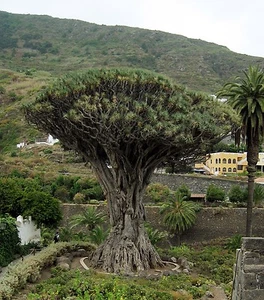 Dracaena Draco - DRAGON'S BLOOD TREE - 10 x Fresh Tropical Seeds - Picture 1 of 7