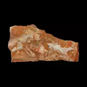 5.6" Detailed Glossopteris Browniana Fossil Plant Leafs Permian Age Australia - Picture 1 of 5