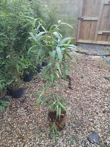 Pseudosasa Japonica 'Metake' ROOTED CLUMP 3-4ft bamboo plant FAST GROWING screen - Picture 1 of 2