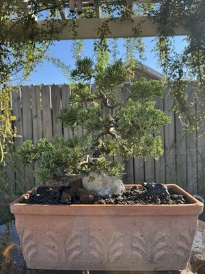 Shimpaku Juniper Pre Bonsai Tree For Workshop, In 2 Gallon Container  - Image 1 of 2