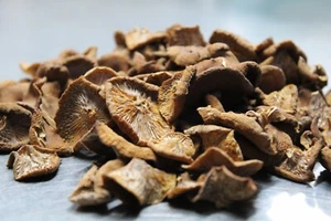 Dried Wild Candy Cap Mushrooms 1 oz. (Harvested 12/24 - Eugene, Oregon) - Picture 1 of 2