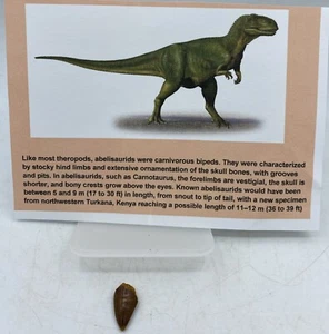 Abelisaurus Raptor Teeth Cretaceous Dinosaur Morocco COA Real No Repair A18 - Picture 1 of 2