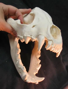 Huge spotted hyena skull taxidermy replica cast - Picture 1 of 6