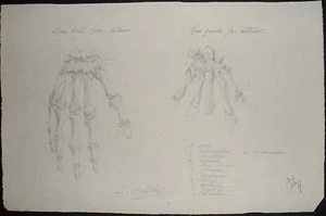 800-RARO DISEGNO A MATITA-MEDICINA-STUDIO OSSA-MANO-FIRMATO-ORIGINALE - Imagen 1 de 1