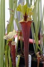 Sarracenia flava var. rubricorpora - Phil Adadeji clone - Adult Size XL