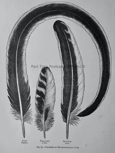c1888 Antique Poultry Print FEATHERS OF SILVER PENCILLED COCK by L. Wright - Picture 1 of 2