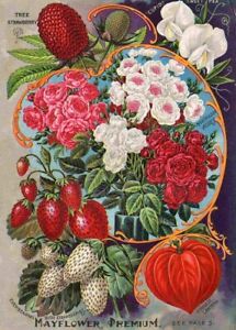 May Flower Premium Vintage Seed Advert Print Poster Wall Art Picture A4 size