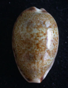 Gema de 30 mm MUY GRANDE caracol Cypraea vredenburgi - Imagen 1 de 3