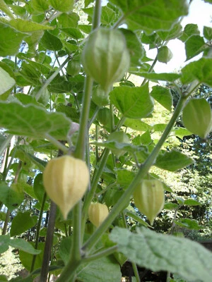 PHYSALIS  SCHÖNBRUNNER GOLD 30 Samen Saatgut Beeren aus bioveganem Naturgarten - Bild 1 von 4