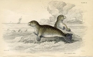 Seal (1838), Antique Hand-colored Mammal Print - Picture 1 of 1