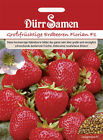 Strawberries Florian F1 Seeds From Dürr Samen for the Garden Ca 15 Grain