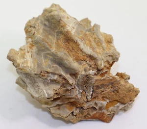 Muschel, Lopha cristagalli, Jura, Bopfingen, Deutschland-c980 - Picture 1 of 6