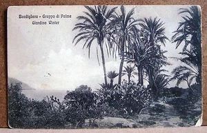 Bordighera - gruppo di palme - Giardino Winter [piccola, b/n] - Picture 1 of 1