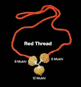 Rudraksha Combination for Business 6,8,12 Mukhi Nepal Silver Pendant Certified - Picture 1 of 3