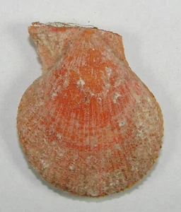 PECTEN SENTIS 41,83mm HERMOSA MUESTRA XXL Entrada de Palm Beach, Florida - Imagen 1 de 2