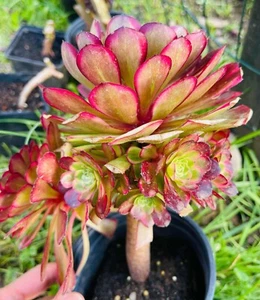 Rare Aeonium Red Devil Cluster, Variegated Aeonium - Picture 1 of 9