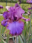 1 Iris Germanica Purple & Blue Bearded Rhizome