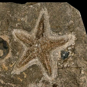 64 mm Bretlestar Petraster Seestern Fossil Ordoviziumzeit Blekus Marokko Echtheitszertifikat - Bild 1 von 7