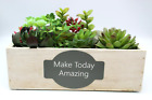 "MakeToday Amazing" Artificial Succulent Square Wood Crate Box Display