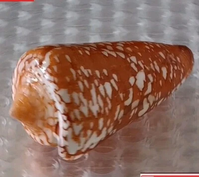 Conus crocatus #3  70.6mm ULTRA! GIGANTIC RARE BEAUTY from the Philippines - Image 1 of 4