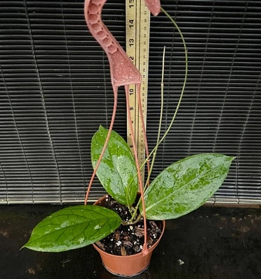 Hoya Vitellinoides *EXACT PLANT IN ALL PICS* Shipped in 5 Inch Hanging Basket - Image 1 of 4