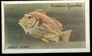 Tobacco Card, Gallaher, THE ZOO AQUARIUM, 1924, John Dory, #19