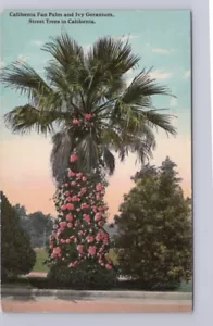 Una palma a ventaglio della California, geranio edera, alberi da strada, antica cartolina Carlin - Foto 1 di 2