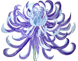 PAINTING WATERCOLOR 11X14 & MAT 16X20 FLOWER CHRYSANTHEMUM PURPLE BLUE ORIGINAL - Picture 1 of 2