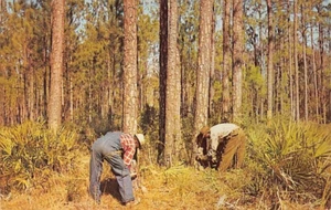 Postal EE. UU.: Trementining in Dixie usando goma de pino o resina, publicada 1973, vintage - Imagen 1 de 3