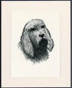 OTTERHOUND OLD 1935 DOG HEAD STUDY PRINT BY C FRANCIS WARDLE MOUNTED - Picture 1 of 1