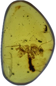 Klares unbekanntes Insektenfossil, in echtem burmitischem Bernstein, 98MYO - Bild 1 von 6