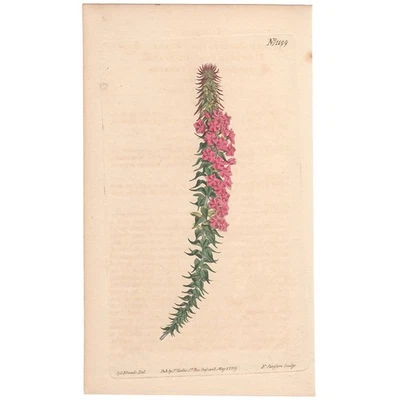Revista botánica Curtis grabado antiguo coloreado a mano 1199 Pungent Epacris Foto 1 de 3