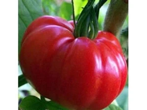 TOMATO MARMANDE SUPER PRECOCE - 250 ITALIAN SEEDS - ORGANIC - Picture 1 of 2