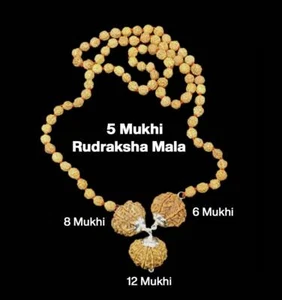 Rudraksha Combination for Business 6,8,12 Mukhi Nepal Rudraksha Mala Certified - Picture 1 of 3