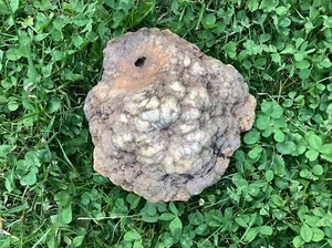 Cristales geoda Indiana de 15 lb + minerales, fósil intacto joyería lapidario - Imagen 1 de 4