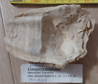 Fossilized oyster Crassostrea gryphoides,Miocene, Badenian, Lower Tortonian .BIG