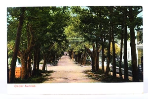 Bermuda Cedar Ave Antique Bradley & Co Postcard J.H. Bradley & Co Hamilton - Picture 1 of 3