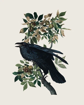 1800s Raven John James Audubon Illustration Giclee Print on Fine Art Paper