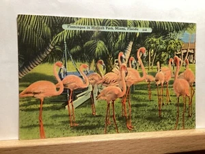 Flamingos in Hialeah Park: Miami, FL - Vintage Postcard - Picture 1 of 3