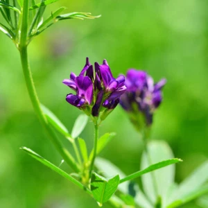 Luzerne 10 kg Medicago sativa Alfalfa Schneckenklee Ewiger Klee Nutzpflanze Saat - Bild 1 von 1