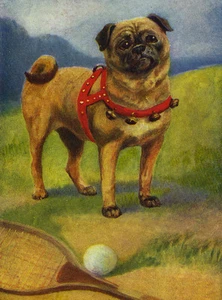 PUG CHARMING DOG GREETINGS NOTE CARD BEAUTIFUL FAWN DOG WEARS HARNESS WITH BELLS - Picture 1 of 1