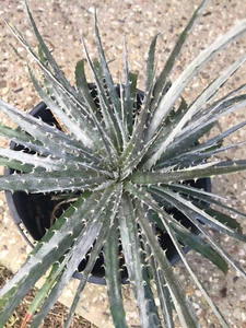 Dyckia fosteriana - Large Triple Header - Silver/White Scurf! - Free Post - Rare - Picture 1 of 9