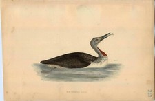 1870 ORIGINAL Hand Colored Bird Plate RARE Red Throated Diver Loon