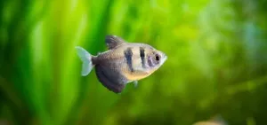 Black Skirt Tetras - Picture 1 of 1