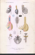 Cromolitografia Dictionnaire Universel D'Histoire Naturelle 1844