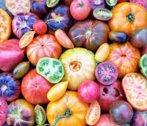 Exotic & Rare Tomato Mix Of 20+ Seeds ( RARE Tomato Seeds ) - Picture 1 of 5