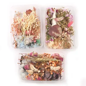DIY Eucalyptus Mixed Dried Flower for Photo Frame Soap Candle Epoxy Making Craft - Picture 1 of 6