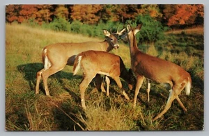 Postcard Little Dears Send Greetings Deer Buck Doe Unposted - Picture 1 of 2