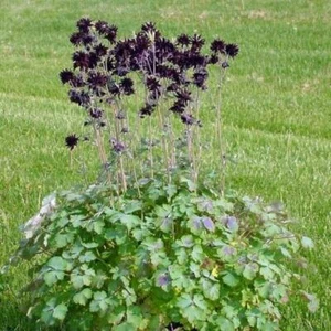 Aquilegia vulgaris var. stellata plena |  Barlow-Series 'Black Barlow' | 10 Seed - Picture 1 of 12
